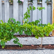 A-Garden-and-Pool-Sanctuary-Among-the-Vines-in-Arroyo-Grande 3